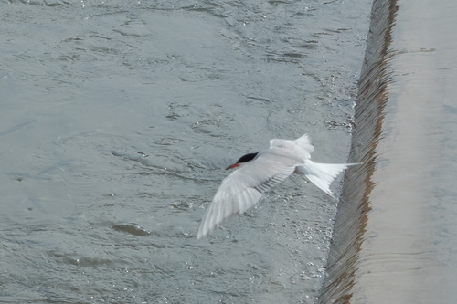 Common Tern