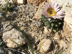 Townsendia condensata