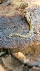 Bipalium pennsylvanicum