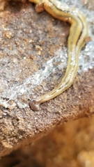 Bipalium pennsylvanicum