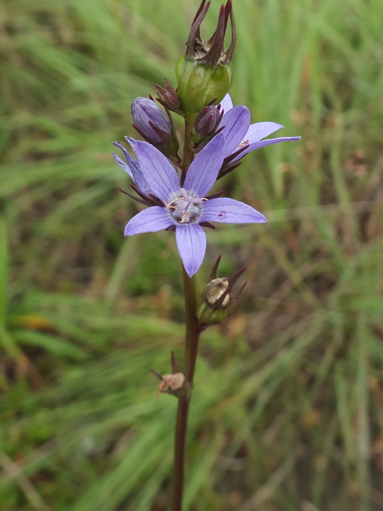 Asyneuma fulgens