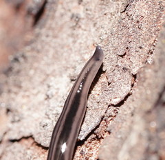 Platydemus victoriae