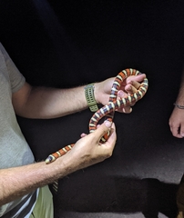 Lampropeltis pyromelana