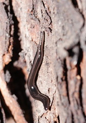 Platydemus victoriae