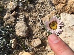 Townsendia condensata