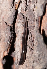 Platydemus victoriae