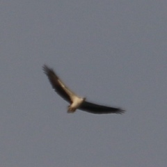 Haliaeetus leucogaster