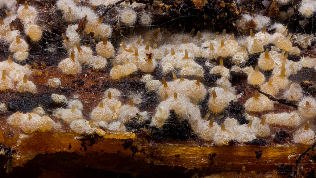 Melanospora caprina