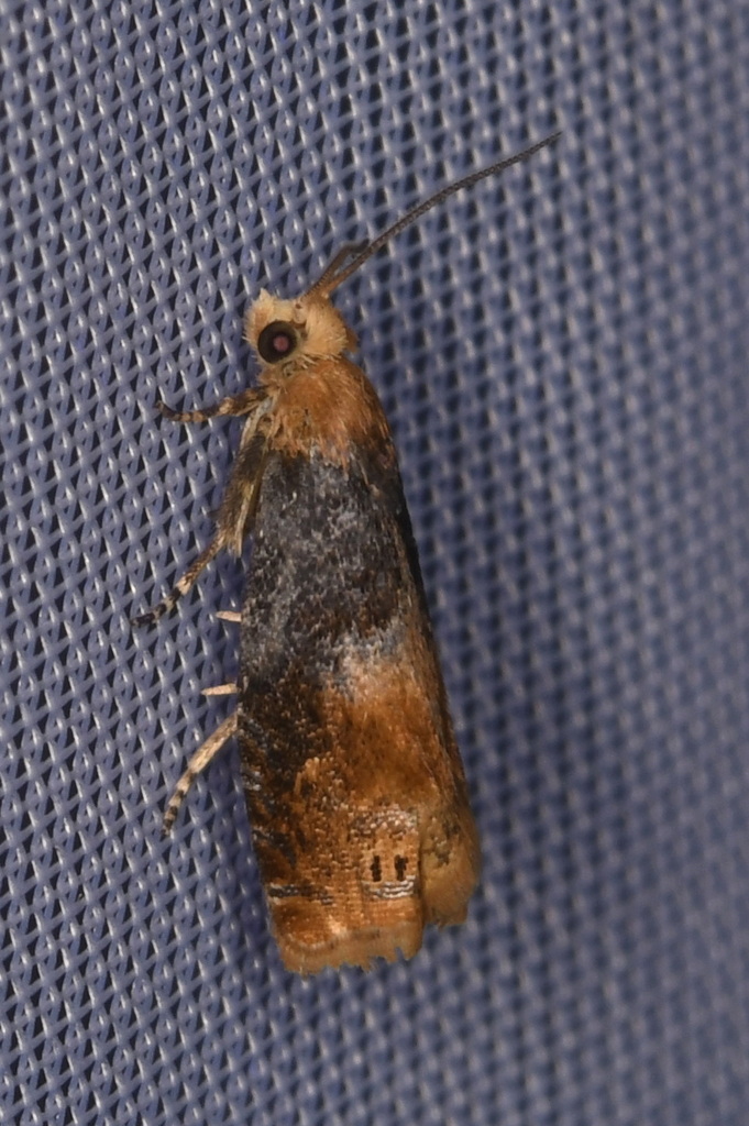 Lepteucosma huebneriana
