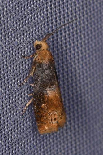 Lepteucosma huebneriana