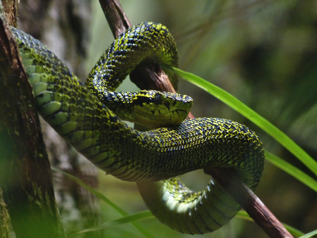 Talamancan Palm-Pitviper