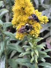 Bombus ternarius