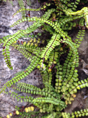Asplenium trichomanes
