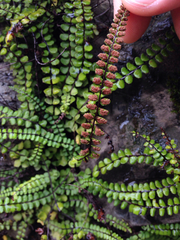 Asplenium trichomanes