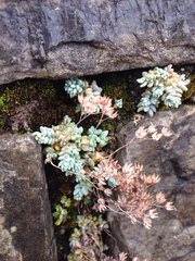 Sedum dasyphyllum