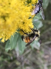 Bombus ternarius
