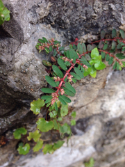 Euphorbia maculata