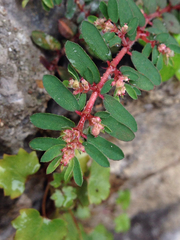Euphorbia maculata