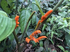 Stromanthe stromanthoides