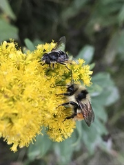 Bombus ternarius