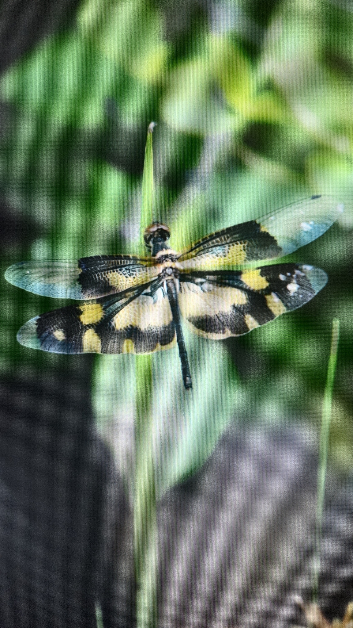 Common Picture Wing