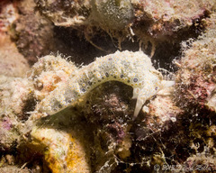 Plakobranchus ocellatus