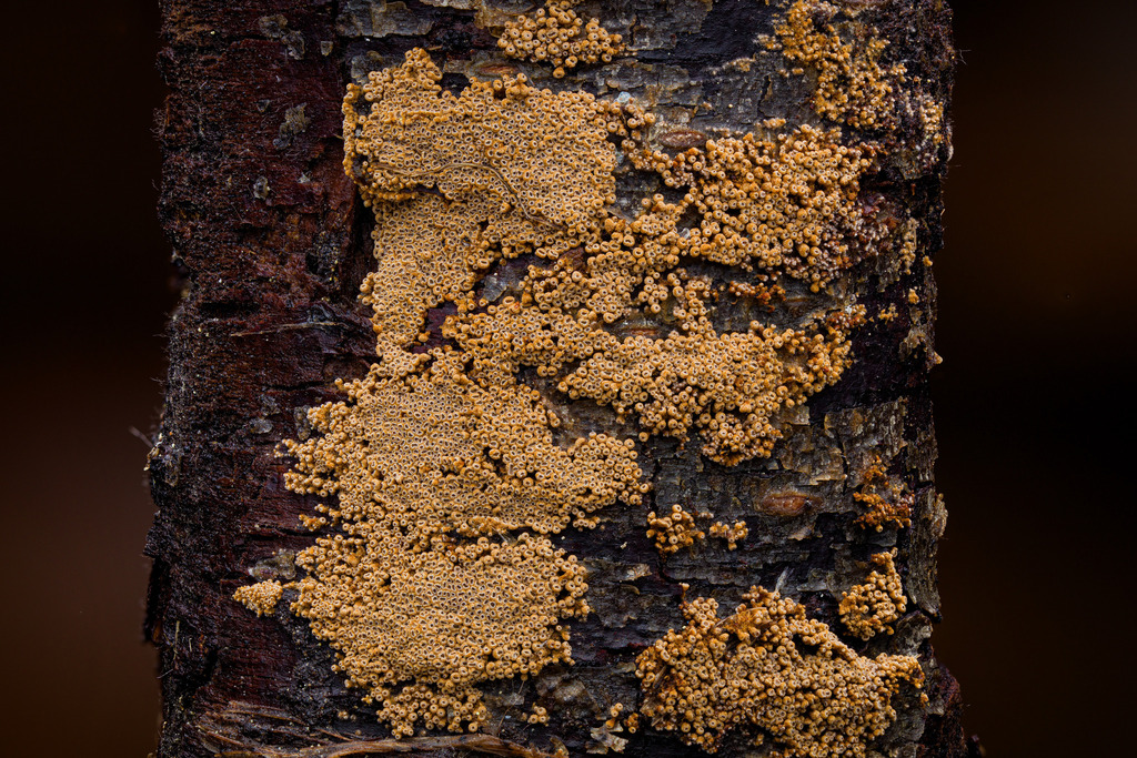 Merismodes sp. 'fasciculata-CA01'