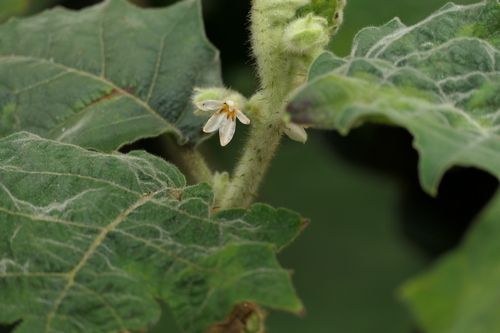 Solanum lasiocarpum, photograph 2