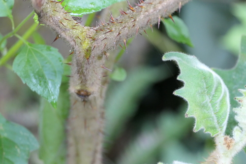Solanum lasiocarpum, photograph 3