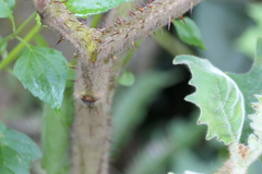 (c) Dinesh Valke, some rights reserved (CC BY-SA) Solanum lasiocarpum, photograph (c) Dinesh Valke, some rights reserved (CC BY-SA)