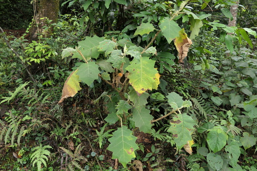 Solanum lasiocarpum, photograph 5