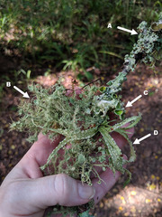 Usnea cirrosa