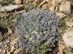 Lupinus breweri bryoides