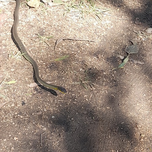 Common Tree Snake sighting