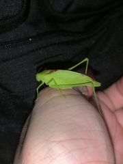 Amblycorypha rotundifolia