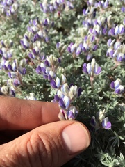 Lupinus breweri bryoides