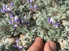 Lupinus breweri bryoides
