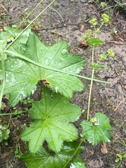 Alchemilla baltica, photograph (c) Михаил Языков, some rights reserved (CC BY)