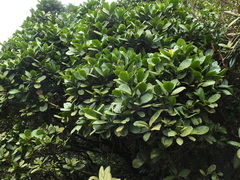 Syzygium grande