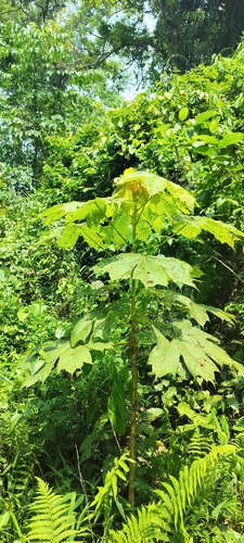 elephant rope tree (Sterculia villosa)