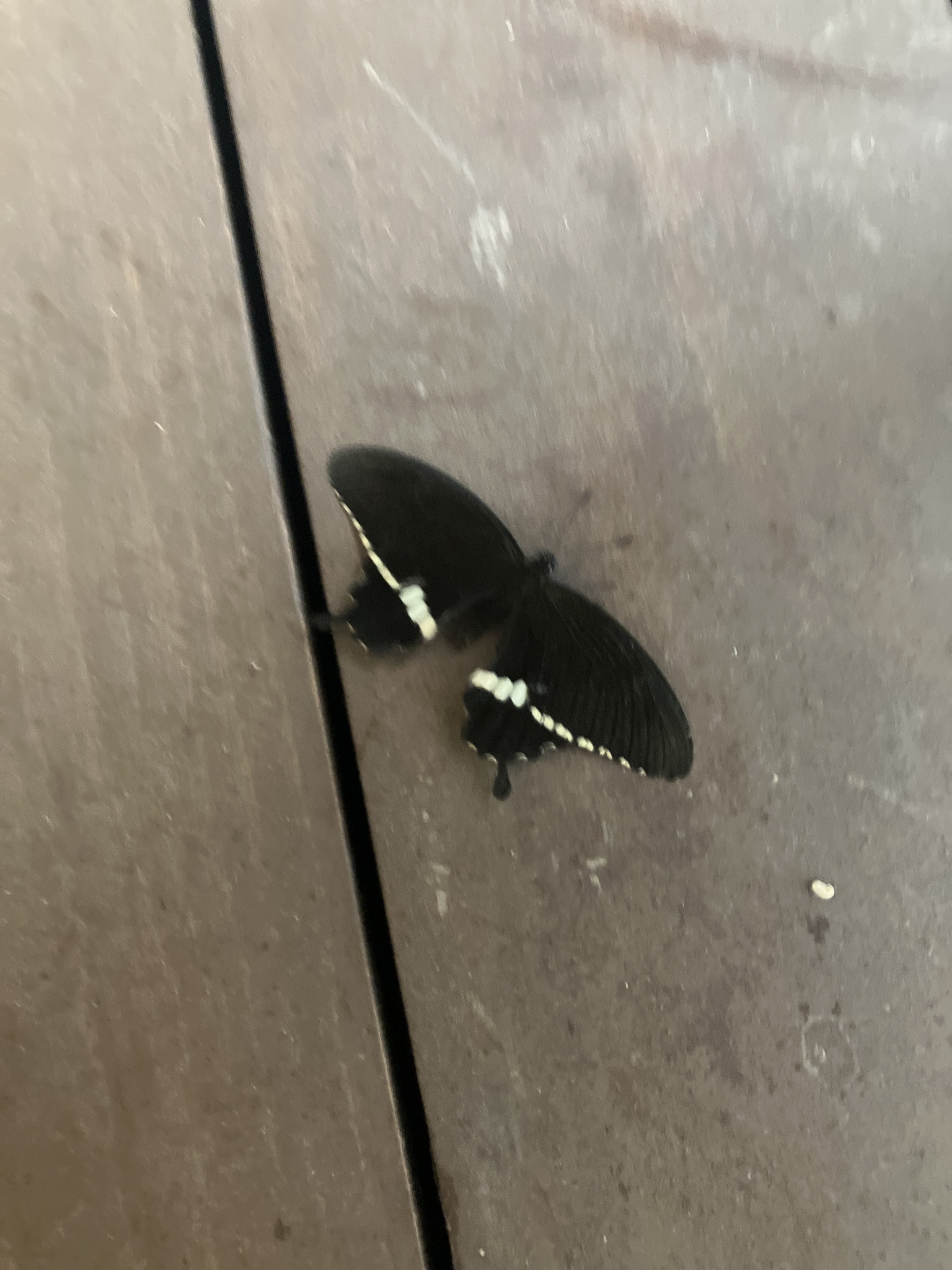 Common Mormon