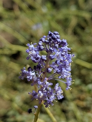 Ceanothus parvifolius