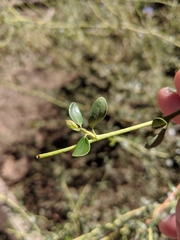 Ceanothus parvifolius