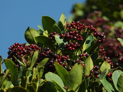 Syzygium grande