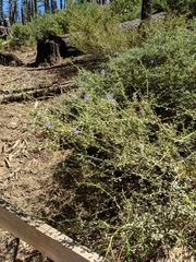 Ceanothus parvifolius