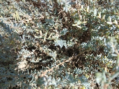 Caroxylon ericoides