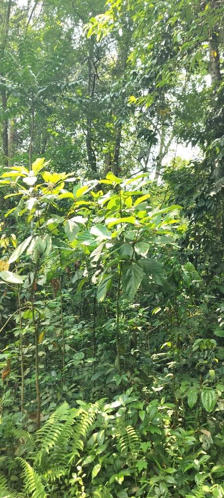 Actinodaphne obovata (Actinodaphne obovata)
