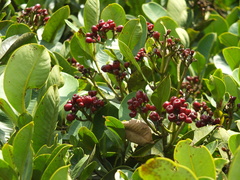 Syzygium grande