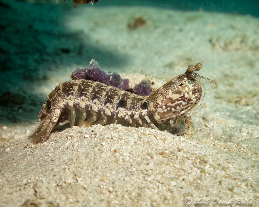 Pseudosquillidae