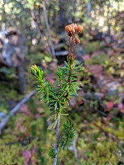 Phyllodoce empetriformis